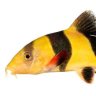 macabethiele